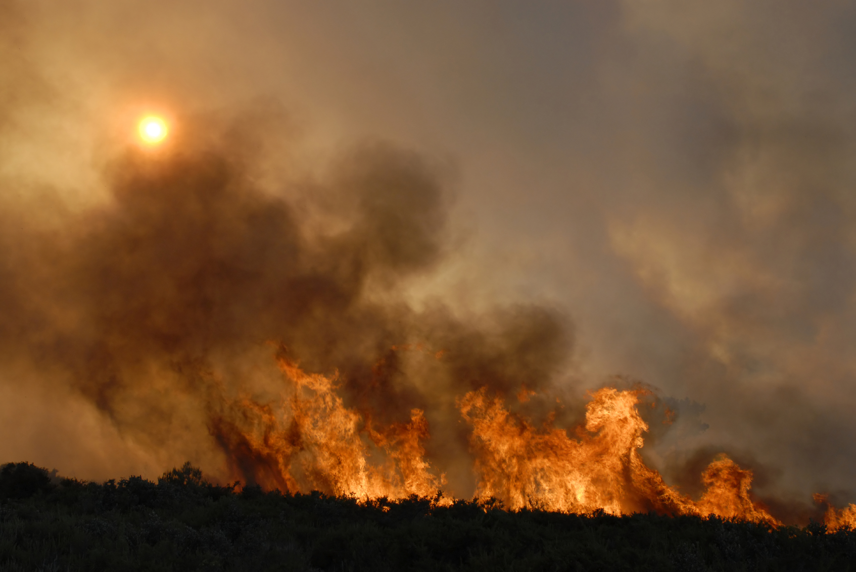 Forest Fire