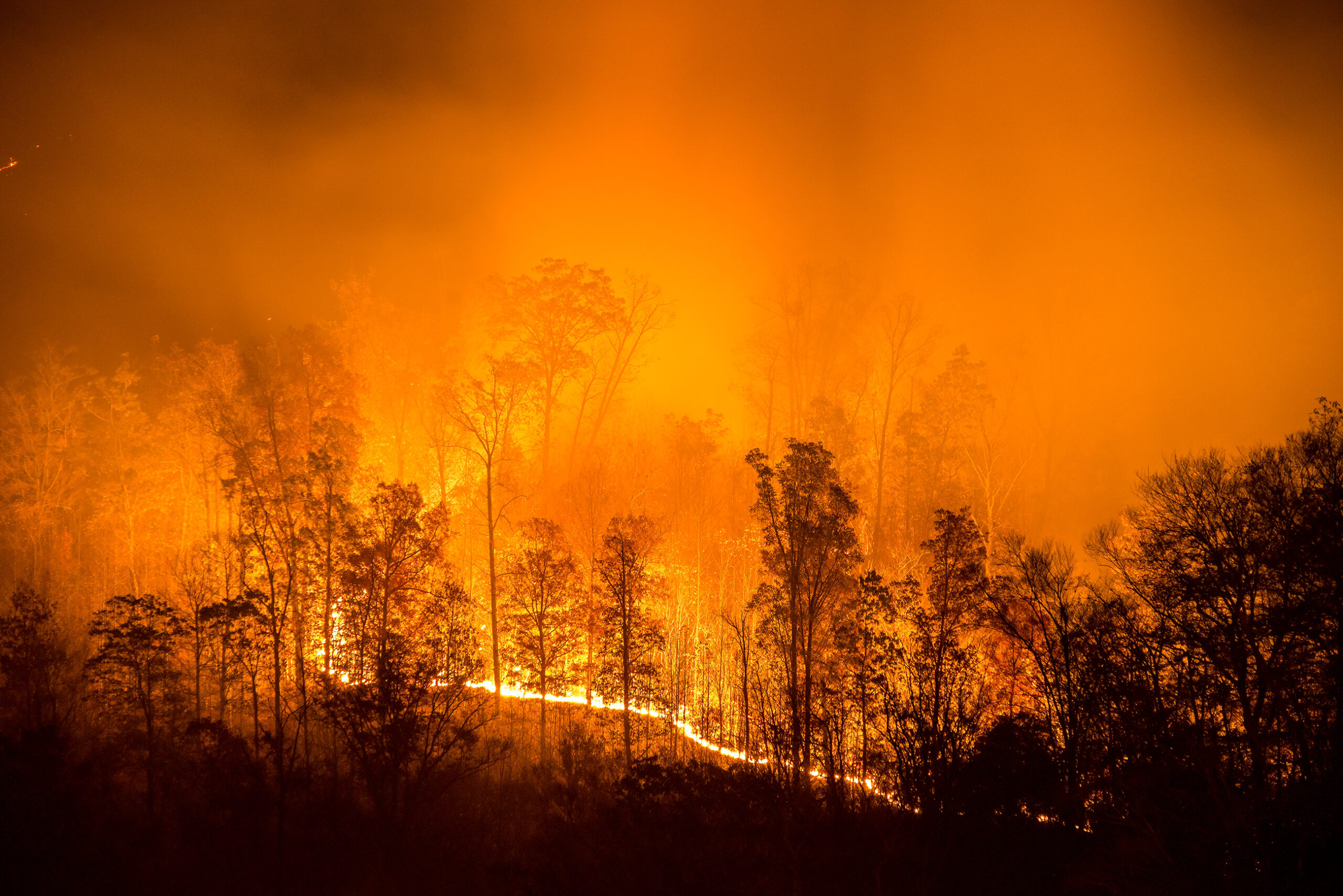 Burning Wildfire