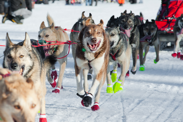 Aspen Dog Sled Adventure Negligence Leads to $1 Million Recovery