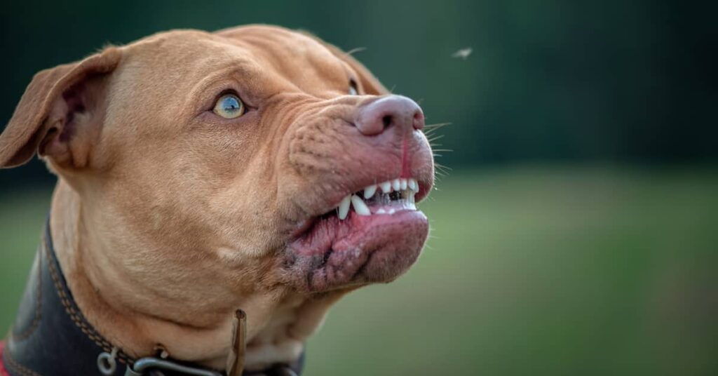Growling pit bull terrier | Burg Simpson