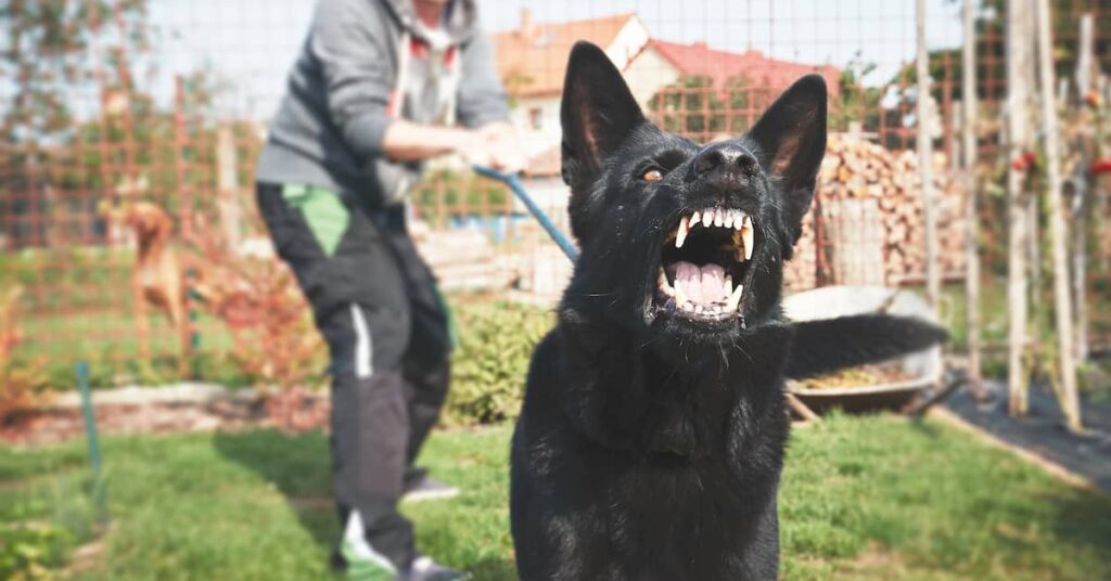 Man struggling to restrain a vicious dog | Burg Simpson